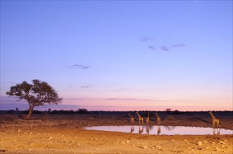 Giraffes (Giraffa camelopardalis) at the waterhole at dusk