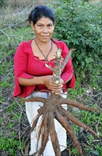 Indigenous women holding a large Cassava or Manioc (Manihot esculenta) root