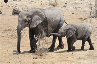 African elephants (Loxodonta africana)