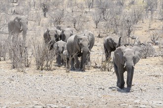 Herd of African Bush Elephants (Loxodonta africana) running to the Moringa Waterhole