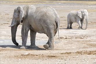 African Elephants (Loxodonta africana) after a mud bath at the Nebrownii waterhole