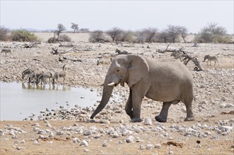African Elephant (Loxodonta africana) and Burchell's Zebras (Equus quagga) at the water hole