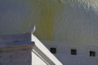 White dove resting at the white walls of Boudnath Stupa