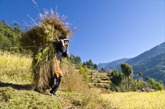 Woman carrying a big load of harvested millet