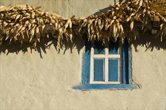 Corn drying at a white farmer's house with blue window