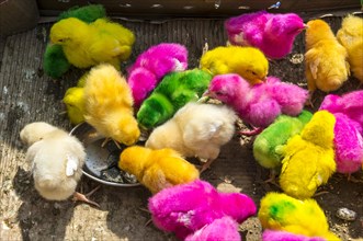 Artificially coloured chicks for sale