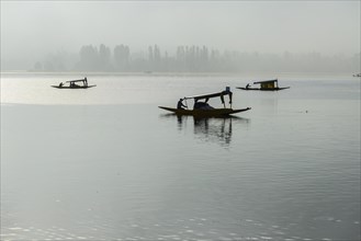 Shikara boats on Dal Lake in the early morning