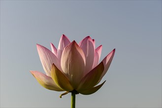 Lotus flower (Nelumbo nucifera)