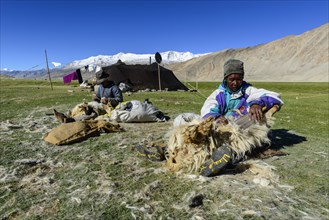 Nomad men shearing sheep in front of their tent