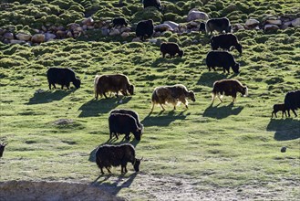 A herd of yaks is grazing at an altitude of 4.600 m