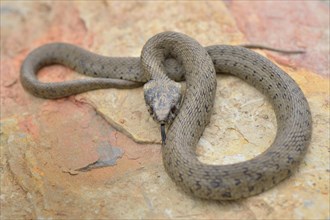 Iberian grass snake (Natrix natrix astreptophora)