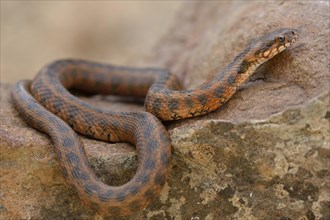 Viperine water snake or viperine snake (Natrix maura)