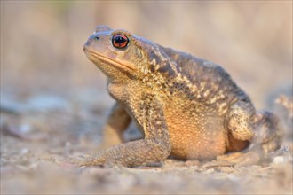 Common Toad (Bufo bufo spinosus)
