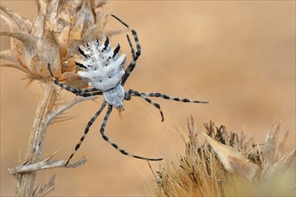 Orb Web Spider (Argiope lobata)