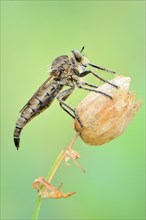 Robberfly (Didysmachus picipes) perched on a wilted flower