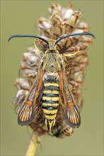 Six-belted Clearwing (Bembecia ichneumoniformis)
