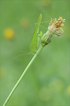 Sickle-Bearing Bush-Cricket (Phaneroptera falcata)