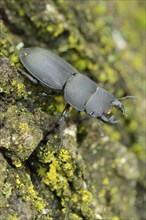Lesser Stag Beetle (Dorcus parallelipipedus)