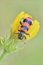 Bee Beetle (Trichodes apiarius)