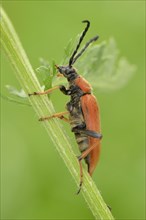 Longhorn Beetle (Stictoleptura rubra)