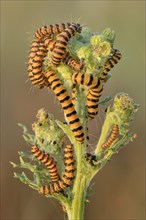 Caterpillars from the Cinnabar Moth (Tyria jacobaeae)