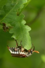 Common Cockchafer (Melolontha melolontha) hanging upside down on an oak leaf