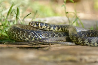 Yellow-green Whip Snake or Western Whip Snake (Hierophis viridiflavus)