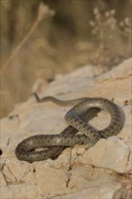 Semi-adult Caspian Whip Snake (Hierophis caspius) basking on a rock in front of dry grass