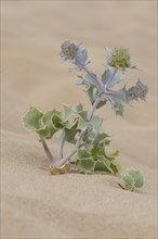 Sea Holly (Eryngium maritimum) in the sand