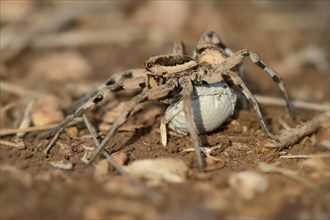 Wolf Spider (Lycosa tarentula)