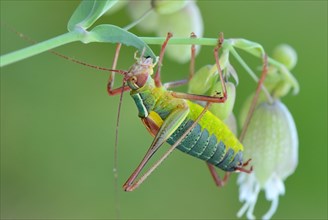 Southern Saw-tailed Bush-cricket