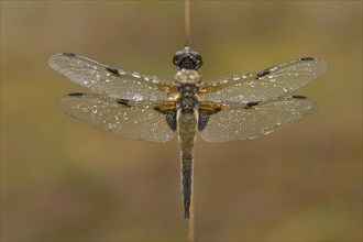 Four-spotted Chaser (Libellula quadrimaculata) dragonfly resting with dewy wings on a blade of rush grass