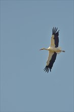 White Stork (Ciconia ciconia)