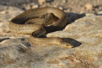 False Smooth Snake (Macroprotodon cucullatus) on rocks