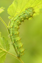 Caterpillar of the Saturnia pavoniella (Saturnia pavoniella)