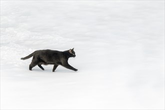 Black cat walking on a snow layer