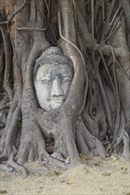 Detached Buddha head overgrown by a tree