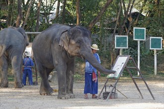 Asian Elephant (Elephas maximus) painting