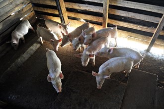 Pig farm of a peasant farmer