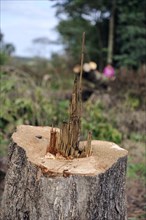 Stump of a freshly felled tree