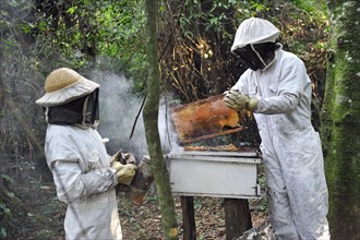 Two men working in protective suits at a beehive in the rainforest