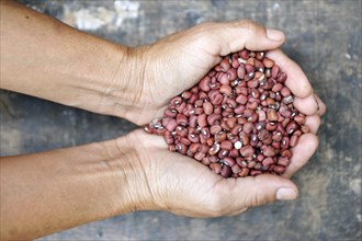 Hands full of beans