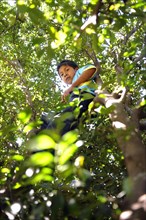 Boy from the Ache-Guarani indigenous group picking mandarins in a tree