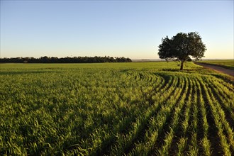 Oat field in the morning light