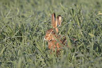European Hare or Brown Hare (Lepus europaeus)