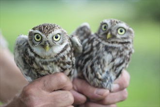 Hands holding two Little Owls (Athene noctua)