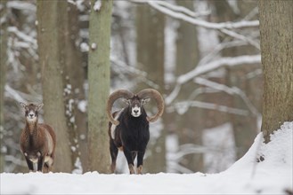 Mouflon (Ovis ammon Musimon)