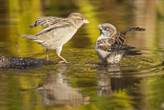 Two House Sparrows (Passer domesticus)