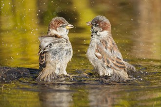 Two House Sparrows (Passer domesticus)
