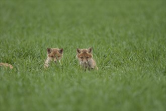 Fox cubs (Vulpes vulpes)